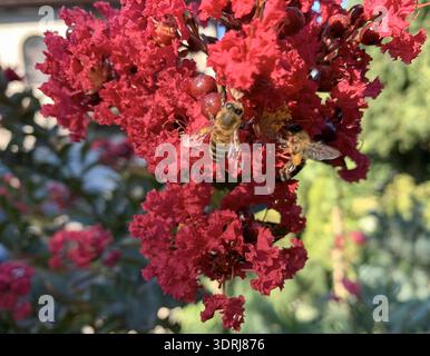 Primo piano di due api mellifere che impollinano fiori rossi in un giardino. Foto Stock