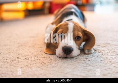 Divertente ritratto simpatico cucciolo beagle da interno. Cane che riposa a casa. Cucciolo al coperto in camera. Divertente cane emotivo ha Foto Stock