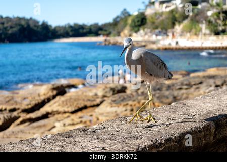 Airone bianco che cammina lungo la costa di Manly Beach a Sydney, Australia Foto Stock