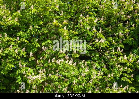 I castagni bianchi fioriscono sui rami degli alberi, Germania Foto Stock