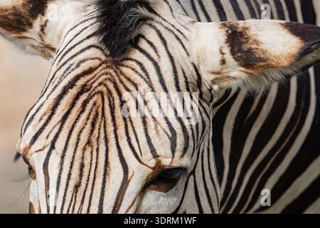 Plains zebra Equus quagga, precedentemente Equus burchellii Foto Stock