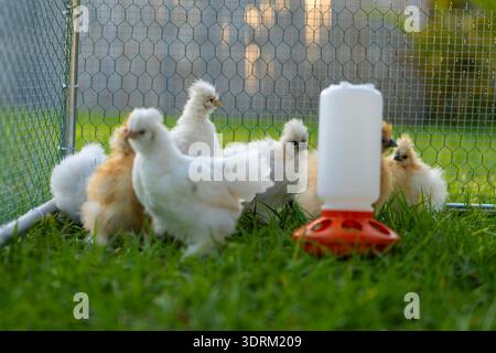 Giovani pulcini in coop di pollo con erba verde nel giardino. Allevare pollo biologico nel cortile di casa Foto Stock