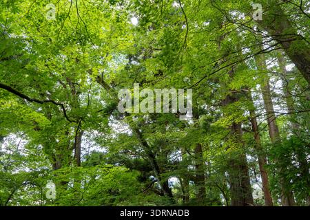 Baldacchino della foresta di aceri durante l'estate a Takayama, Giappone Foto Stock