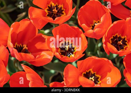 I vivaci tulipani rossi sbocciano nel giardino di primavera, la bellezza floreale e l'eleganza naturale Foto Stock