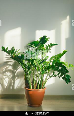 Zamioculcas piantano in vaso creando ombre su pareti bianche e pavimenti in legno Foto Stock