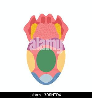 Illustrazione educativa dell'anatomia della lingua umana che mostra le zone di gusto. . Foto Stock