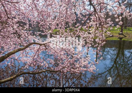 I ciliegi rosa fioriscono sui rami degli alberi in primavera, Germania Foto Stock
