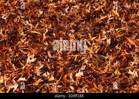 Colorate foglie autunnali stese per terra, Germania Foto Stock