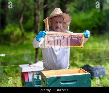 Vista ravvicinata di un guardiano di api regge un telaio a nido d'ape per ispezione, Tewksbury, Hunterdon County, New Jersey, Stati Uniti Foto Stock
