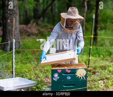 Un apicoltore sta sollevando la copertura di un Beehive, Tewksbury, Hunterdon County, New Jersey Foto Stock
