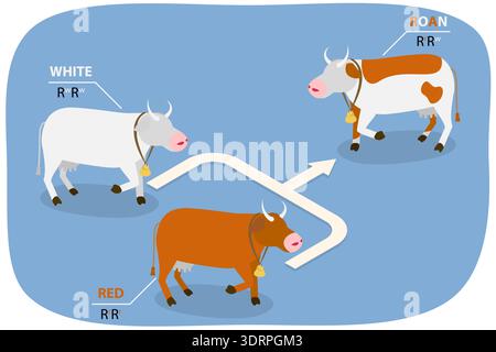 Illustrazione del vettore piatto isometrico 3D della codominanza Foto Stock