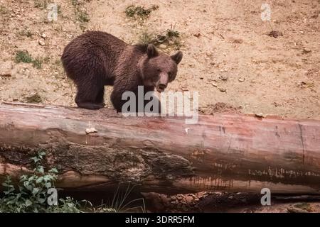 Orso bruno in piedi sul tronco d'albero caduto nella foresta di sabbia secca che sgombra la Romania Foto Stock