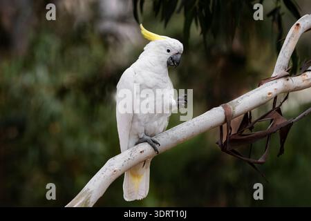 Cockatoo crestato di zolfo seduto in un albero di gomma che si nutre di semi. Foto Stock