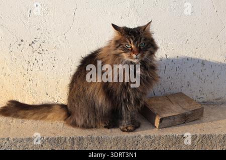 Un gatto è seduto alla luce del sole Foto Stock