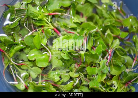 Vista dall'alto dei microgreen verdi che galleggiano in una ciotola d'acqua durante il lavaggio. alimentazione sana, ingredienti freschi, routine di cucina. Foto Stock