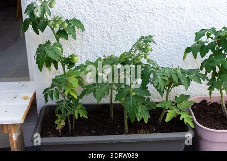 Le piante di pomodoro crescono in vasi rossi e blu su un balcone cittadino. Le piante mostrano piccoli frutti verdi e sono collocate accanto ai fiori in una giornata di sole nea Foto Stock