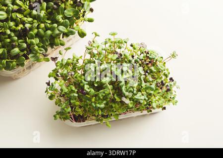 Raccolta di microgreen in varie fasi di crescita su sfondo chiaro Foto Stock