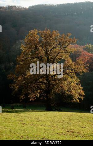 La quercia si trova nell'Autumn Glow. Quercia solitaria bagnata dalla luce dorata al confine con la foresta durante la sera autunnale Foto Stock