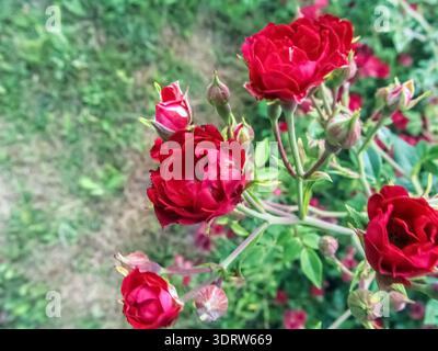 Un gruppo di rose e gemme rosso intenso occupa la destra, lasciando spazio di copia bokeh verde tenue sulla sinistra e in alto Foto Stock