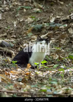 Gatto domestico bianco e nero (Felis catus) seduto all'aperto nel sottobosco con un'espressione sorpresa Foto Stock