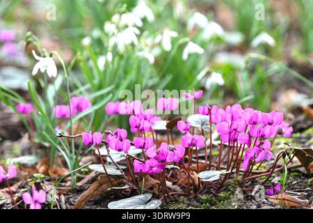 Fiori invernali bianchi di comuni gocce di neve, galanthus nivalis e coum ciclamino resistente magenta nel bosco britannico di febbraio Foto Stock