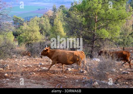 Bestiame al pascolo libero bestiame bruno che cammina attraverso boschi rocciosi e secchi su una collina soleggiata, con alberi sparsi e campi verdi lontani e fattorie a valle Foto Stock