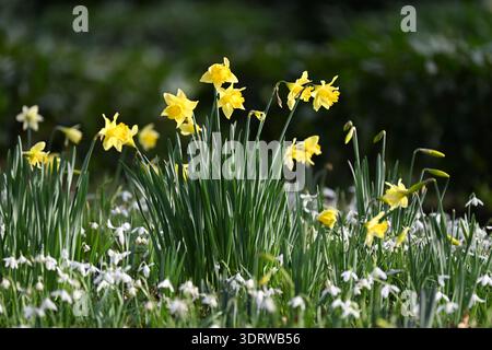 I primi narcisi e una massa di gocce di neve, galanthus nivalis, nel giardino invernale britannico di febbraio Foto Stock