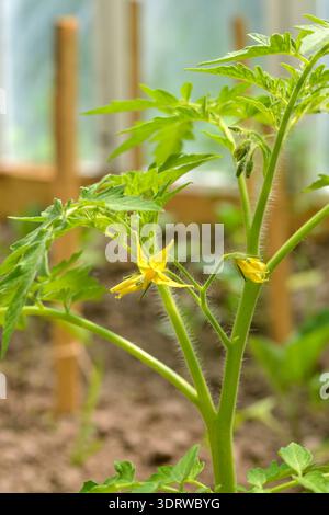 Primo piano verticale di una giovane pianta di pomodoro con vivaci fiori gialli che crescono in una serra. Questo scatto ad angolo alto cattura i dettagli del verde Foto Stock