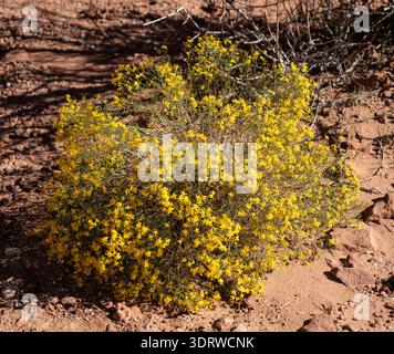 Cespuglio giallo fiorito che cresce in un arido paesaggio desertico, fiorito con molti piccoli fiori vivaci su un terreno roccioso rosso, mostrando resilienza e natu Foto Stock