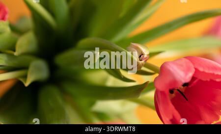 Tulipano rosso con Bud su sfondo caldo Foto Stock