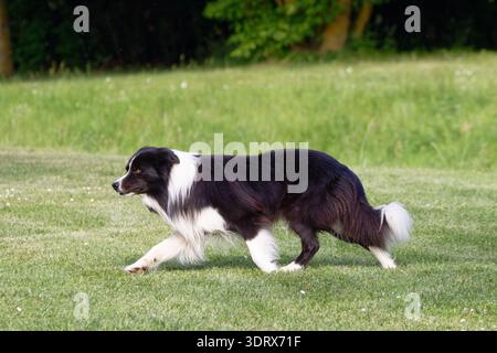 Un cane da collie con bordo bianco e nero viene catturato a metà strada su un lussureggiante prato verde, mostrando la sua agilità e concentrazione Foto Stock