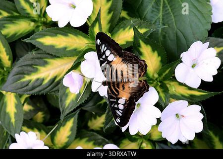 Una vista ad alto angolo di una farfalla Brown Clipper (Parthenos sylvia) con ali spalmate appoggiate su fiori bianchi di Impatiens in un giardino vivace. Foto Stock