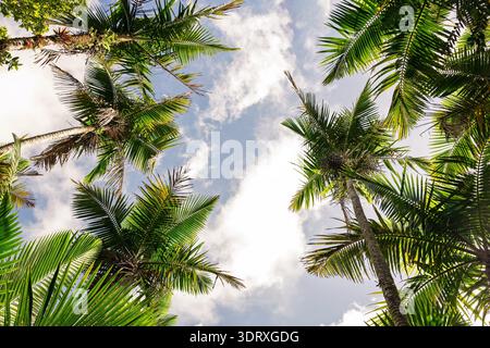Vista dall'angolo basso di alte palme da cocco che incorniciano un cielo blu luminoso con nuvole bianche, sfondo tropicale per le vacanze estive con spazio per copie. Foto Stock