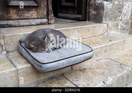 Un gatto da tabby grigio dorme tranquillamente su un cuscino grigio posto su antichi gradini di pietra vicino a una porta di legno a Gerusalemme. Foto Stock