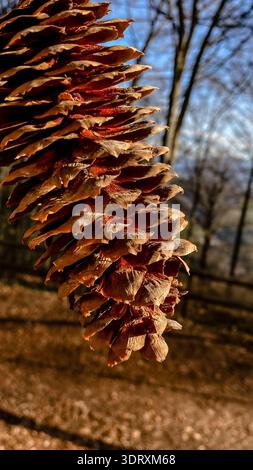 Primo piano di un grande cono di pino appeso nella foresta con sfondo boschivo sfocato in una calda luce del sole. Foto Stock