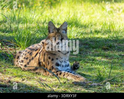 Un gatto servo, Leptailurus serval, che riposa all'ombra di un albero. Foto Stock