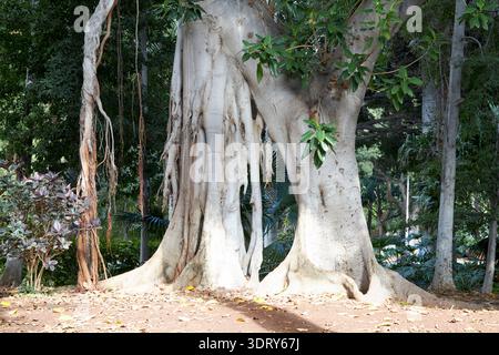 moreton bay fico albero con radici verticali nel parco parque garcia sanabria santa cruz de tenerife isole canarie spagna Foto Stock