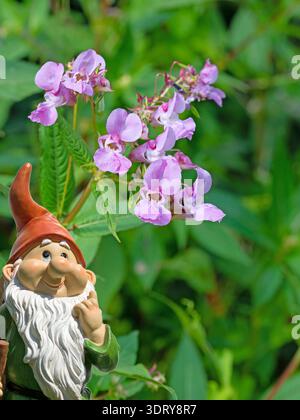 Balsamo himalayano in fiore, Impatiens glandulifera Foto Stock
