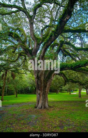 Immagine verticale di un maestoso albero di quercia vivo, Quercus virginiana, coperto di felci verdi della risurrezione a Hollywood, Florida, parco. Foto Stock