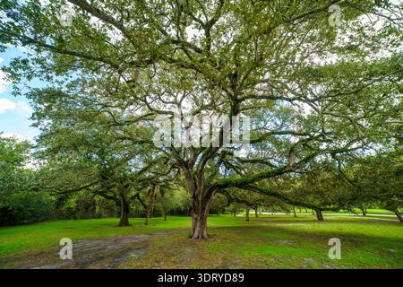 Ampio panorama di un massiccio albero di quercia del sud vivo con rami sparsi ricoperti di felci a Hollywood, Florida, Stati Uniti. Foto Stock