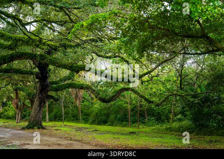 Ampio panorama di un massiccio albero di quercia viva, Quercus virginiana, con lunghi rami ricoperti di felci verdi a Hollywood, Florida. Foto Stock
