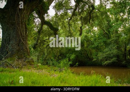 Vista ravvicinata di un vecchio tronco di quercia e rami con muschio spagnolo appeso sull'acqua marrone nella natura della Louisiana. Foto Stock