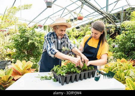 Persone spaniche multigenerazionali felici che lavorano con le erbe nel negozio di giardini in serra Foto Stock