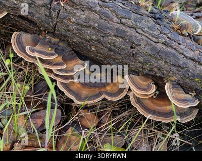 Fotografia naturalistica che mostra un gruppo di funghi di coda di tacchino che crescono dal lato inferiore di un tronco caduto in decomposizione Foto Stock