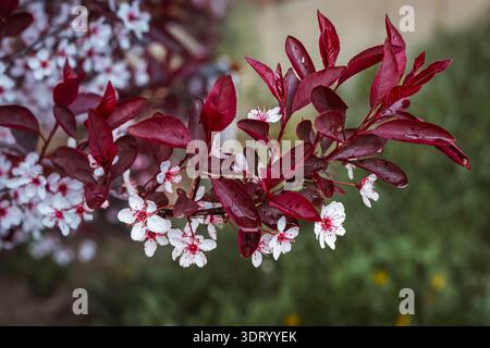 Primo piano di un ramo di ciliegio di sabbia di foglia viola (Prunus x cistena) in primavera, caratterizzato da fragranti fiori da bianco a rosa pallido con centri rossi profondi Foto Stock