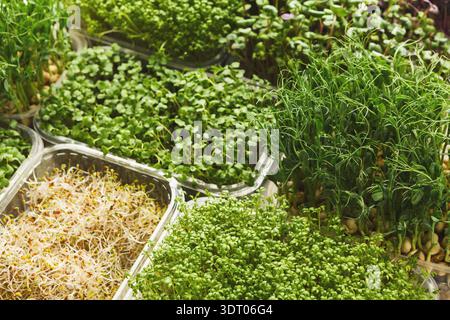 Coltivazione di una collezione di germogli freschi e Microgreen in vari contenitori presso un mercato locale Foto Stock