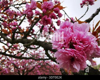 Grandi e densi fiori di ciliegio rosa (cerasus) su un albero, creando una vivace e colorata scena primaverile, Berlino Foto Stock