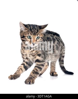 Gatto bengala davanti a uno sfondo bianco Foto Stock