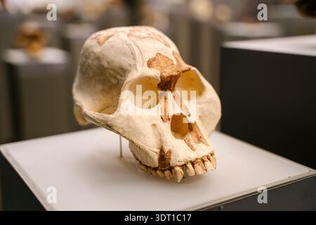 Tbilisi, Georgia - 19 febbraio 2026 Australopithecus africanus Fossil Skull in mostra in una mostra del museo. Foto di alta qualità Foto Stock