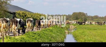 Branco di mucche camminano di fila, in fila, una dietro l'altra, una dopo l'altra, in sequenza, alla fine, in un unico file Foto Stock